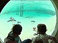 Penguins chill in new pool | BahVideo.com