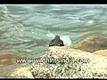 Brown Dipper in a Himalayan torrent | BahVideo.com