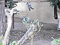 Baby Koala Learns How To Climb | BahVideo.com