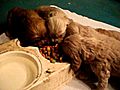 Cocker Spaniel puppies 26 days old eating for  | BahVideo.com