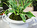 Potted Spring Centerpieces | BahVideo.com
