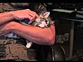 The Kitties | BahVideo.com