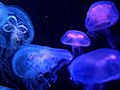 Sea Life Arizona | BahVideo.com