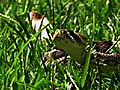 Swamp Wars The Real South Florida | BahVideo.com