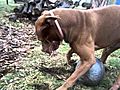 first rednose pitbull to play with a bowling  | BahVideo.com