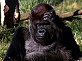 Gorilla Pumpkin Fun | BahVideo.com