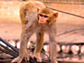 Candy-Lovin amp 039 Monkeys | BahVideo.com