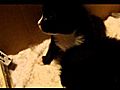 Kitten Kissing Kitten | BahVideo.com
