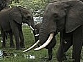 Elephants and the Illegal Ivory Market | BahVideo.com