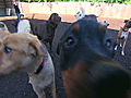 Trading the 9-to-5 for wags and woofs | BahVideo.com