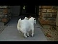 Jesse And His Useful Dog Tricks | BahVideo.com