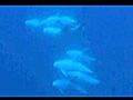 Risso s dolphin Grampus griseus  | BahVideo.com