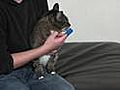 How to Brush a Cat s Teeth | BahVideo.com
