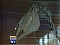 Pharlap skeleton to be unveiled | BahVideo.com