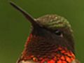 How To Make Hummingbird Food | BahVideo.com