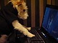 Millie writing her Aunty Bindy an email | BahVideo.com