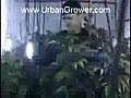 Urban Grower THC Expo highlight reel | BahVideo.com
