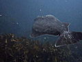 Life on the Line Get to Know a Halibut | BahVideo.com