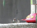 Mantis religiosa VS colibr  | BahVideo.com