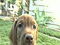 How to Prepare for Your Puppy s First Visit to  | BahVideo.com
