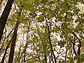 abc27 Outdoors American Chestnut Tree | BahVideo.com