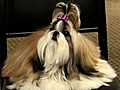 Meet The Breeds NY Pet Show | BahVideo.com