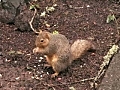 Wobbly the Dancing Squirrel | BahVideo.com