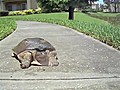 Faster Than Average Turtle | BahVideo.com