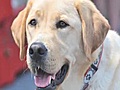 VIDEO New K-9 s for Allentown | BahVideo.com