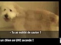 Vid o Buzz Comment calmer un chien fou en UNE  | BahVideo.com