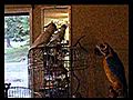 bird interacts with robot parrot | BahVideo.com