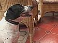 How To Potty Train A Dog | BahVideo.com