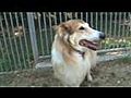 Pension Dog M diterran e 06370 MOUANS SARTOUX | BahVideo.com