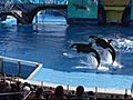 Killer Whale Show Debuts New Rules | BahVideo.com