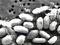 Nasa scoperto batterio alieno | BahVideo.com
