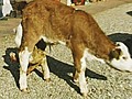 Six-Legged Cow | BahVideo.com
