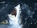 Evidence that great white sharks are peaceful  | BahVideo.com