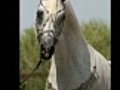 Arzu Arabians New  | BahVideo.com
