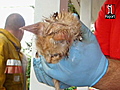 Crying kitten rescued from pipe | BahVideo.com