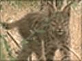 Encounter with world s rarest cat | BahVideo.com