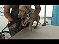 Chippewa Falls Dog Groomer Tip Clipping A Dogs Coat | BahVideo.com