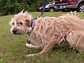 After Tornado Crippled Dog Crawls Home | BahVideo.com