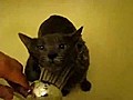 Y kanmaktan zevk alan kedi | BahVideo.com
