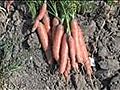 How To Harvest Carrots | BahVideo.com