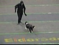  dog attack - dementor repels  | BahVideo.com