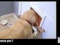 Vid o Buzz Les labradors intelligents Pas celui-ci  | BahVideo.com