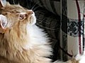 How to deter your cat from scratching the furniture | BahVideo.com