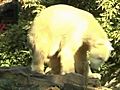 Zoo di Berlino gli ultimi istanti di Knut | BahVideo.com