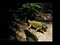 Crazy Iguana Sunning Itself | BahVideo.com