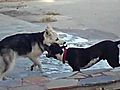 husky vs pitbull | BahVideo.com